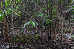 Semecarpus kathalekanensis